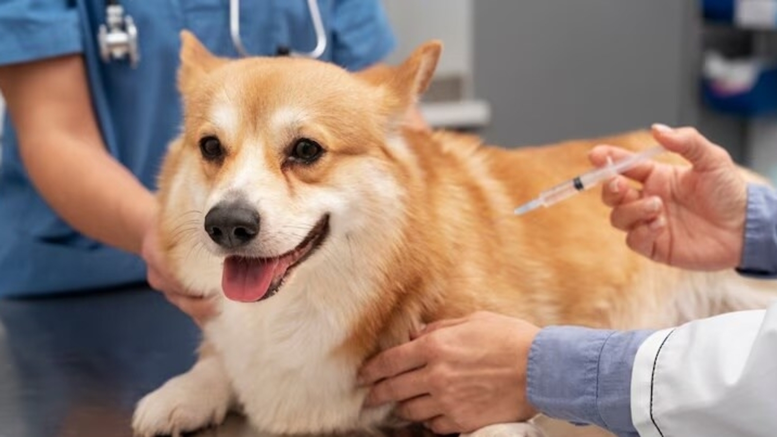 HEALTH AND WELLNESS FOR PET